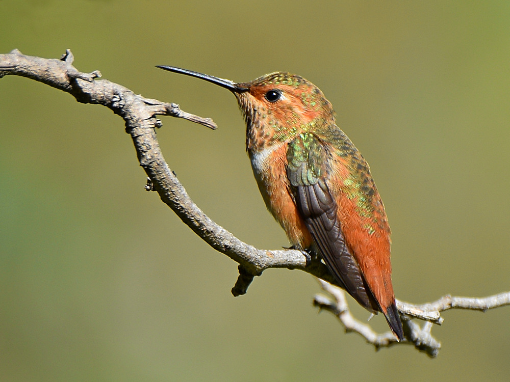 Hummer2.jpg