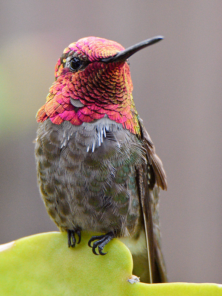 Hummer2.jpg