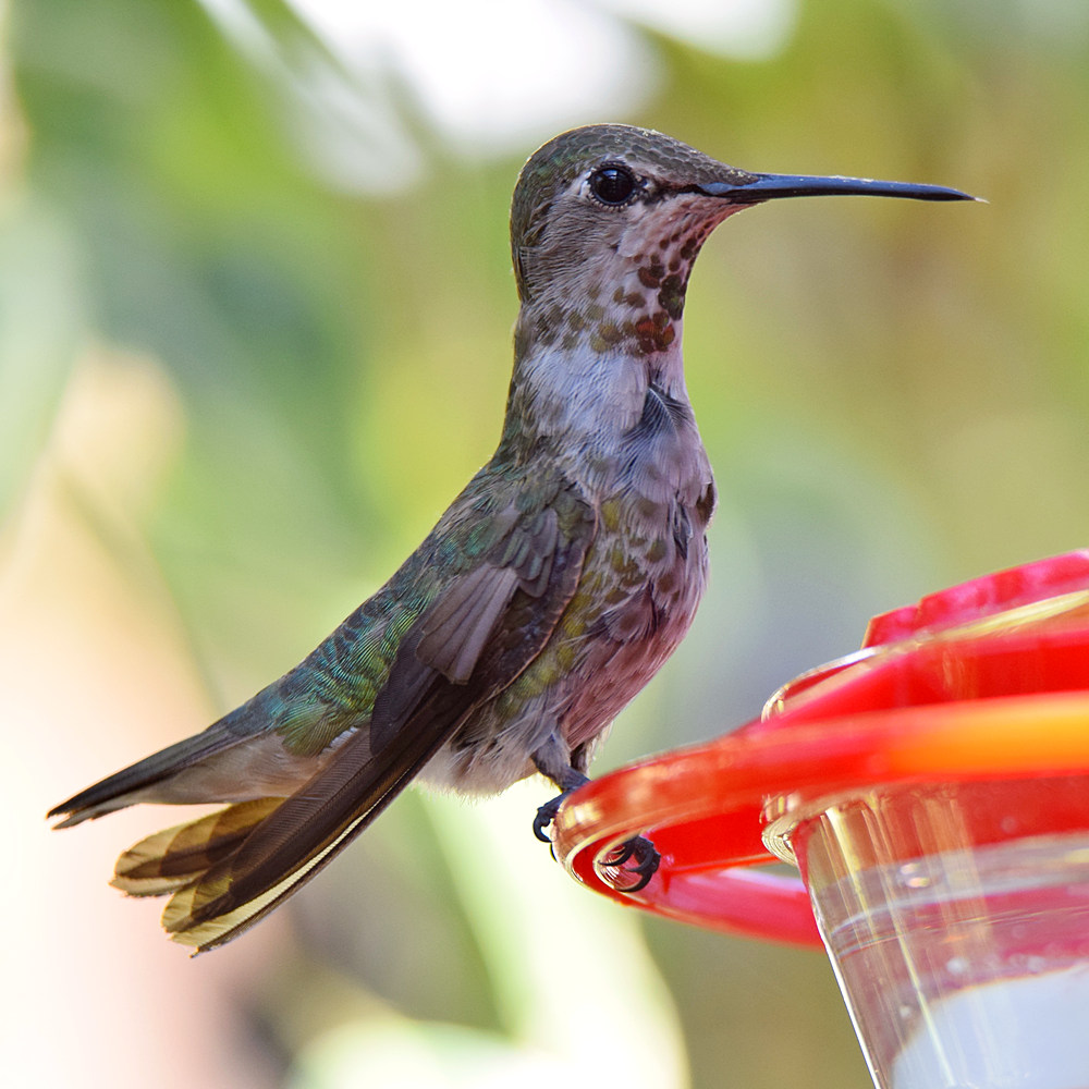 Hummer2.jpg