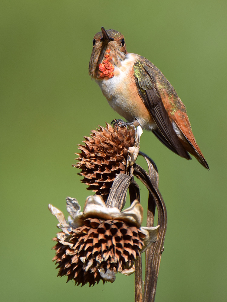 Hummer2.jpg