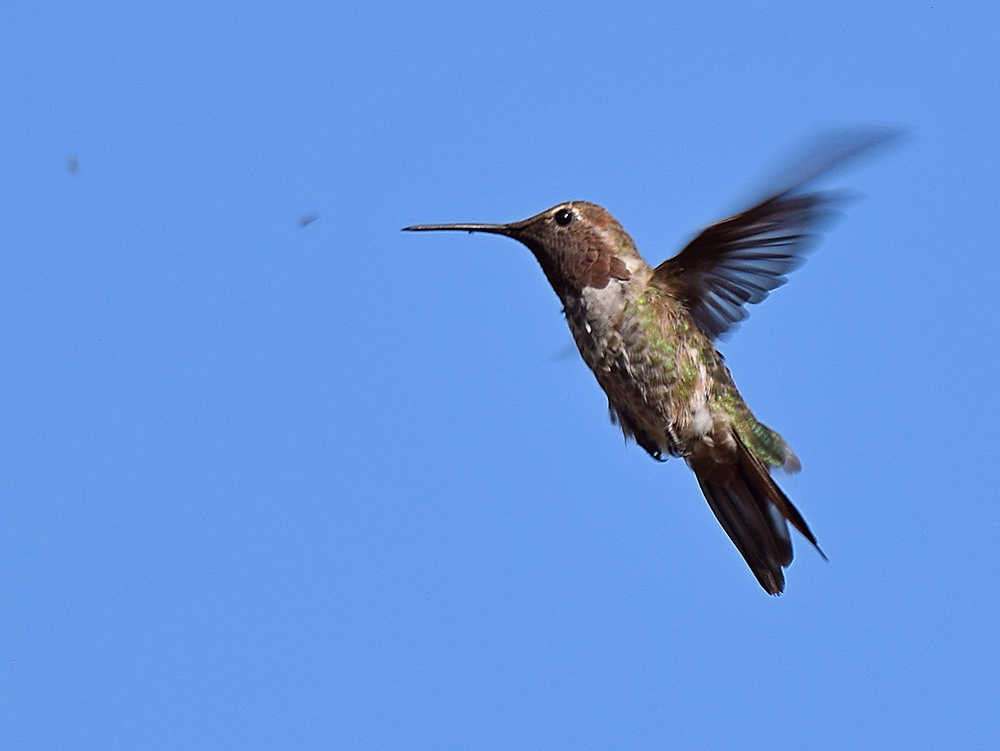 Hummer2.jpg