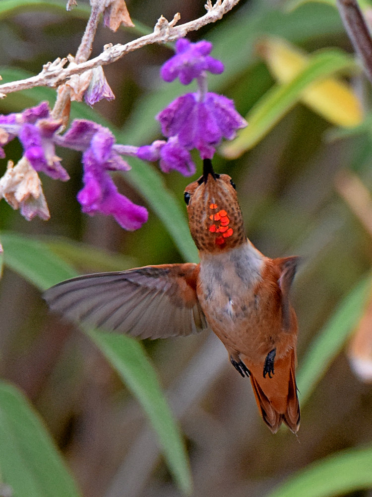Hummer2.jpg