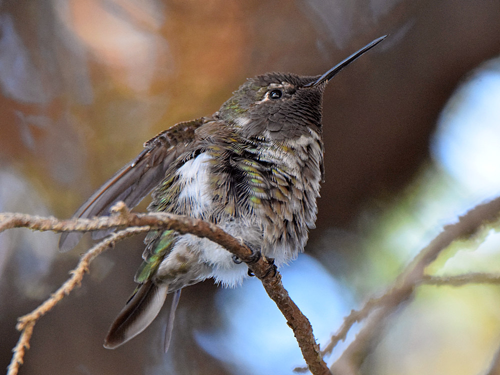 Hummer2.jpg