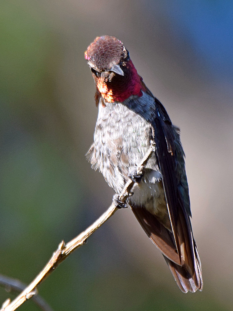 Hummer2.jpg
