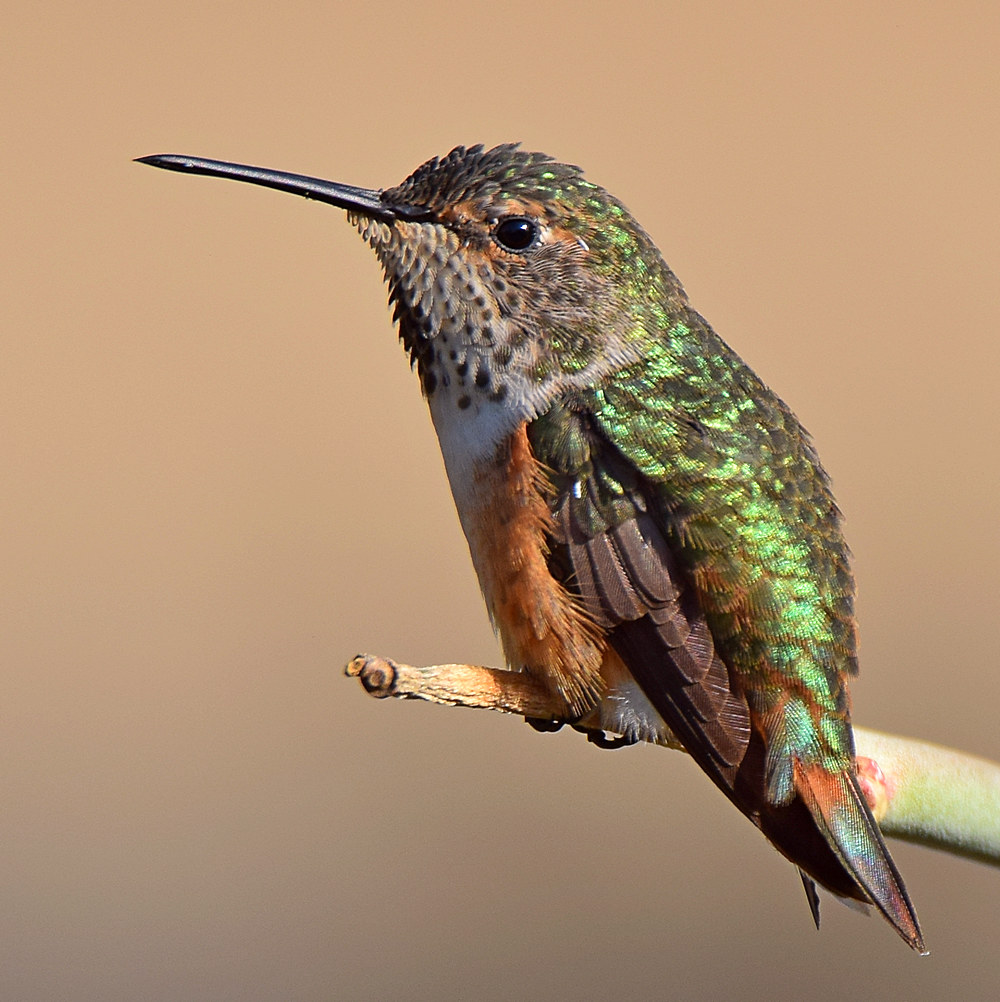 Hummer2.jpg