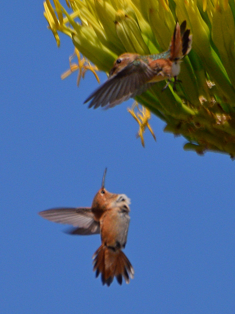 Hummer2.jpg