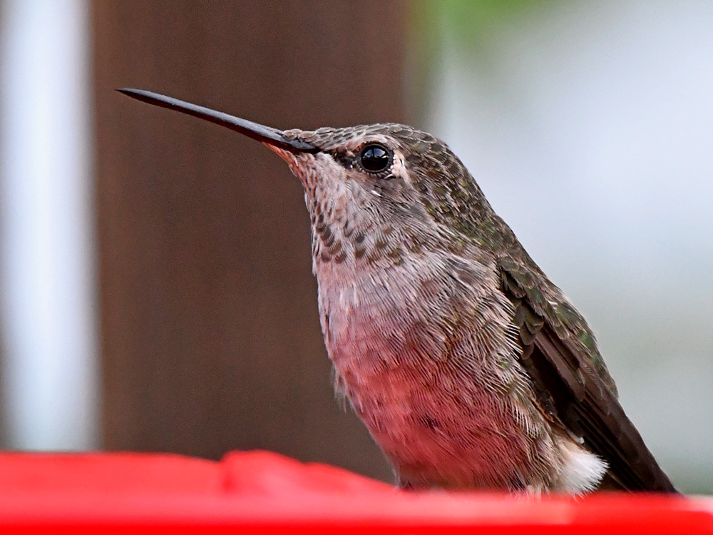 Hummer2.jpg