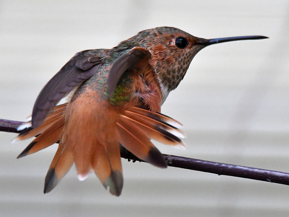 Hummer2.jpg