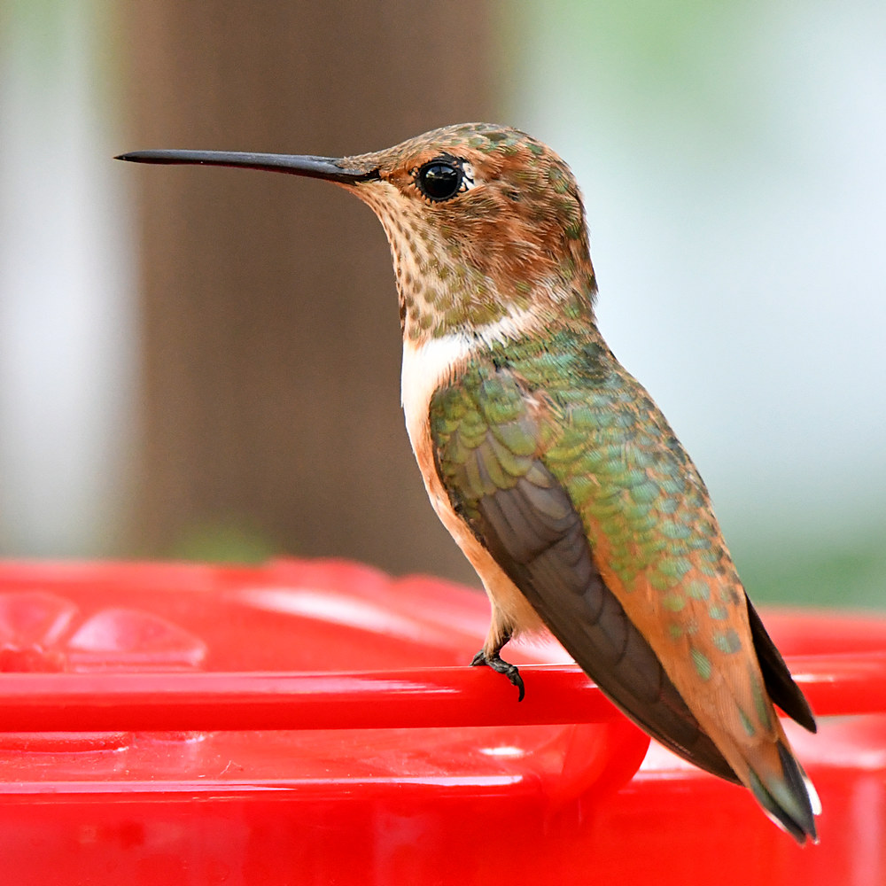 Hummer2.jpg