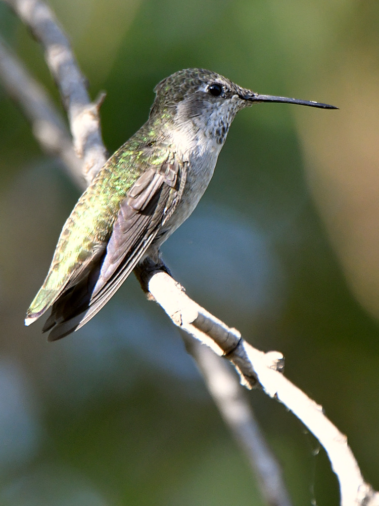 Hummer2.jpg