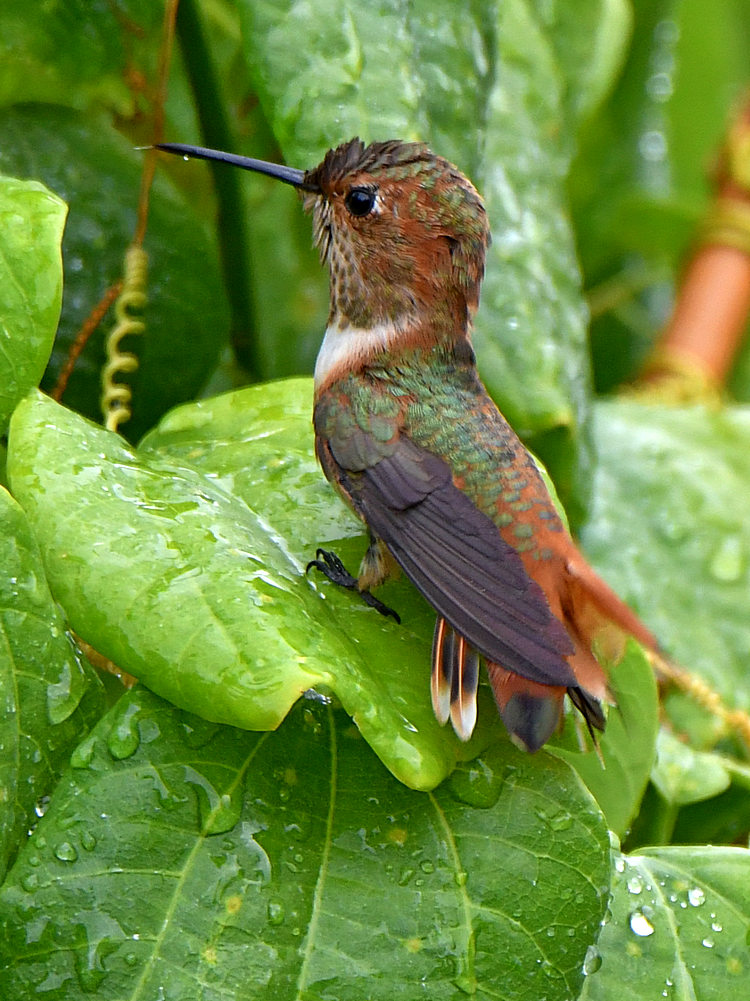 Hummer2.jpg
