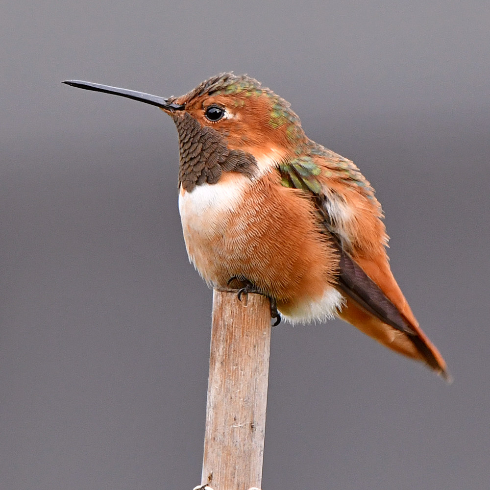 Hummer2.jpg
