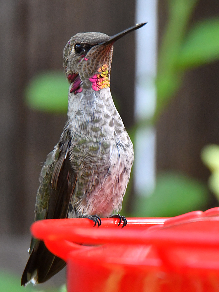 Hummer2.jpg