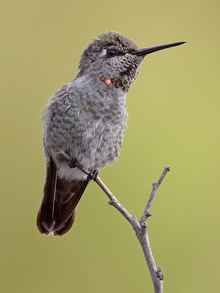 Hummer2.jpg