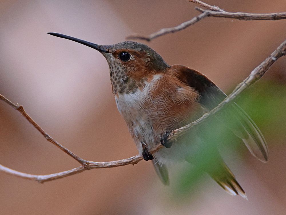 Hummer2.jpg