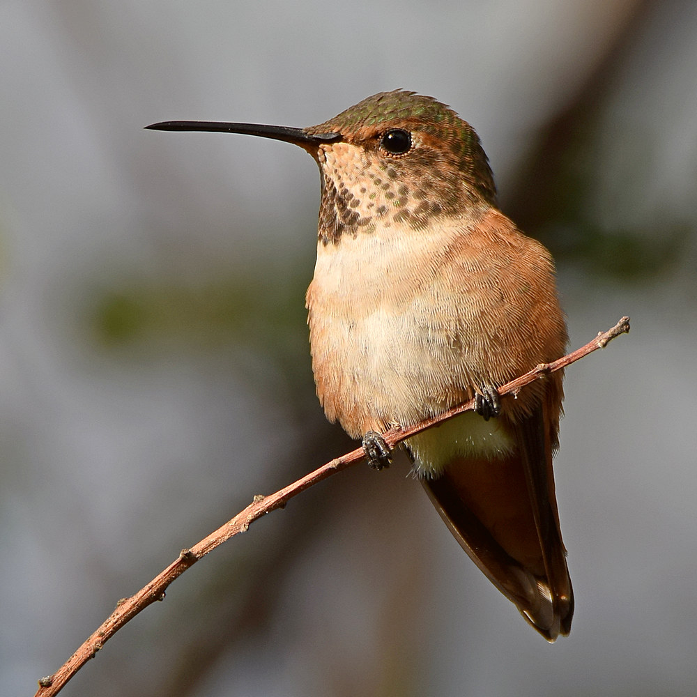 Hummer2.jpg