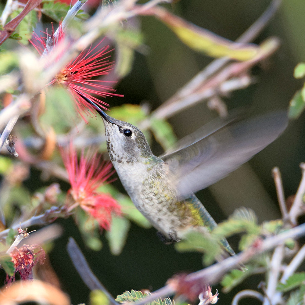 Hummer2.jpg