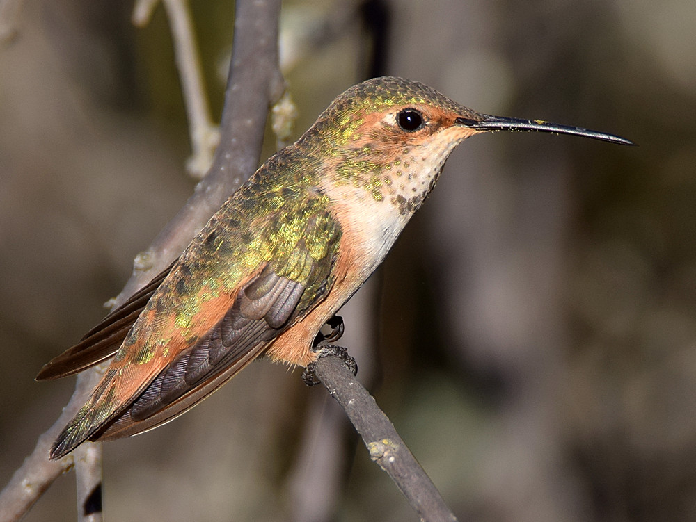 Hummer2.jpg