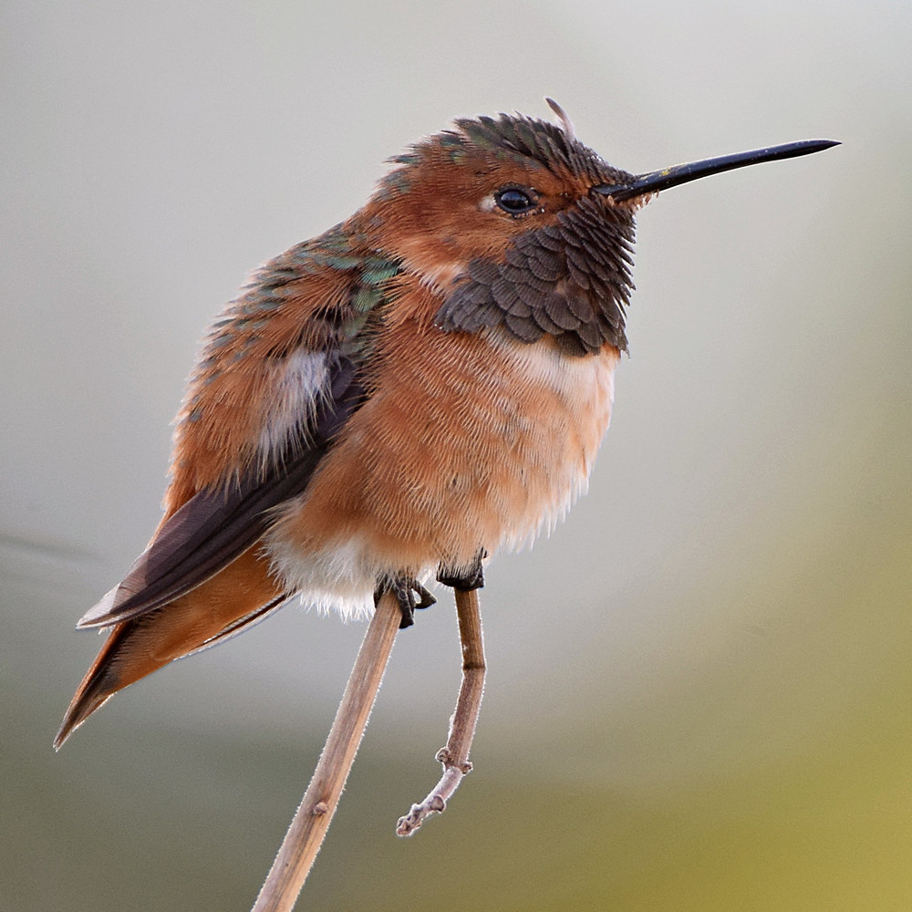 Hummer2.jpg