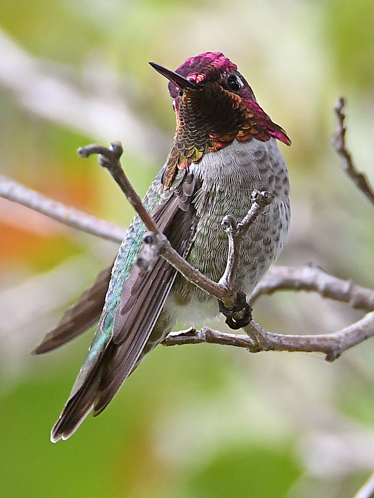 Hummer2.jpg