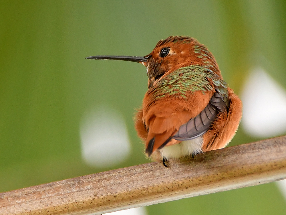Hummer2.jpg