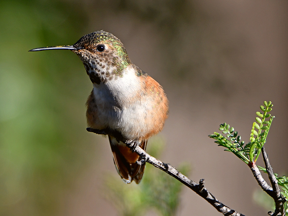 Hummer2.jpg