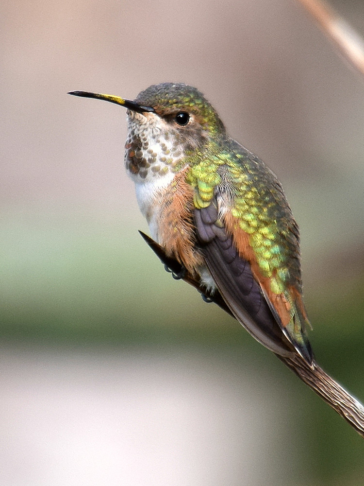 Hummer2.jpg