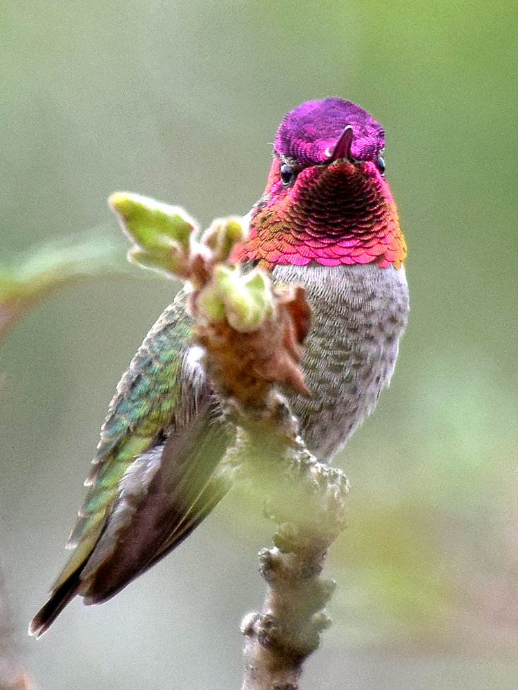 Hummer2.jpg