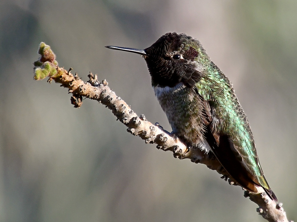 Hummer2.jpg