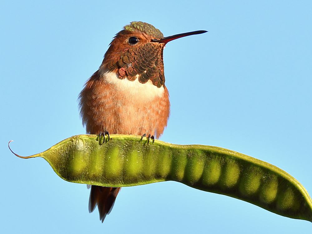 Hummer2.jpg