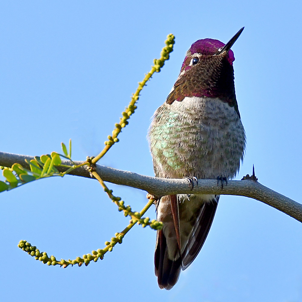 Hummer2.jpg