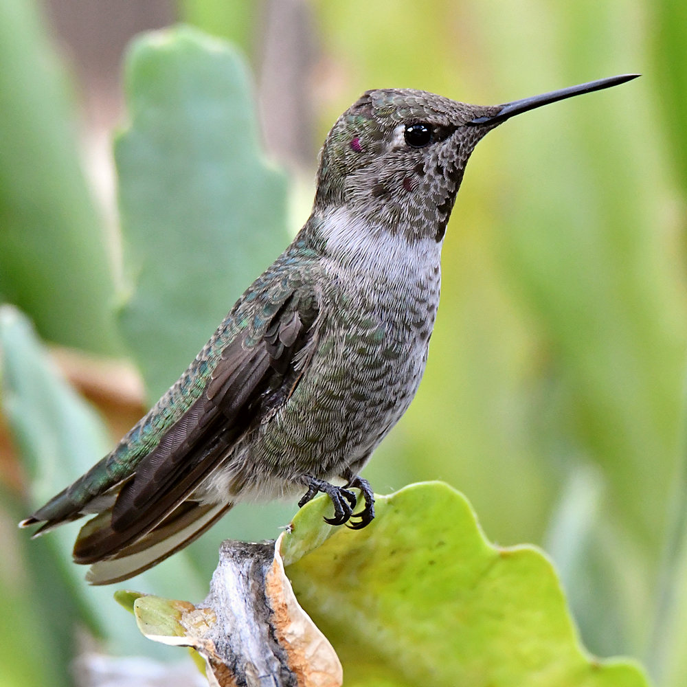 Hummer2.jpg