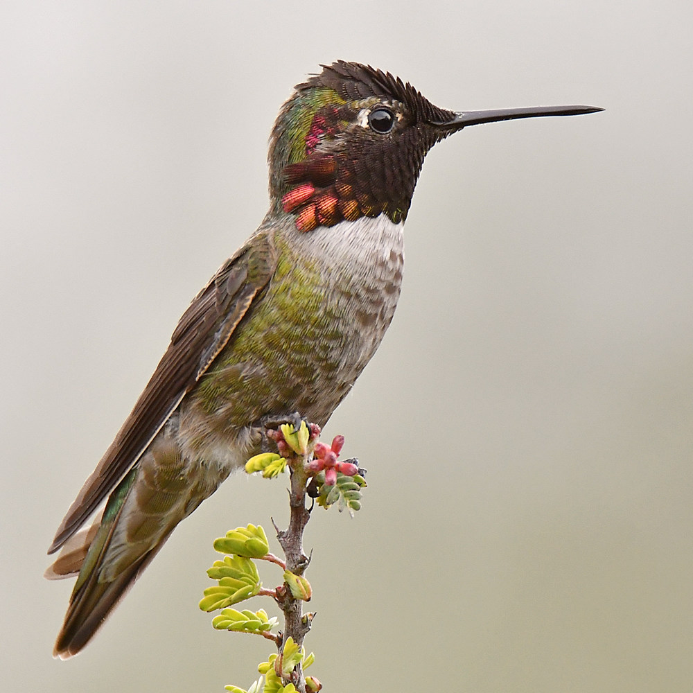 Hummer2.jpg