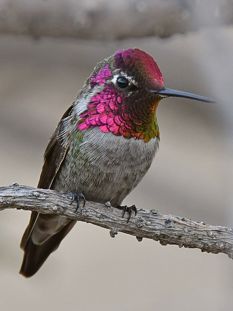 Hummer2.jpg