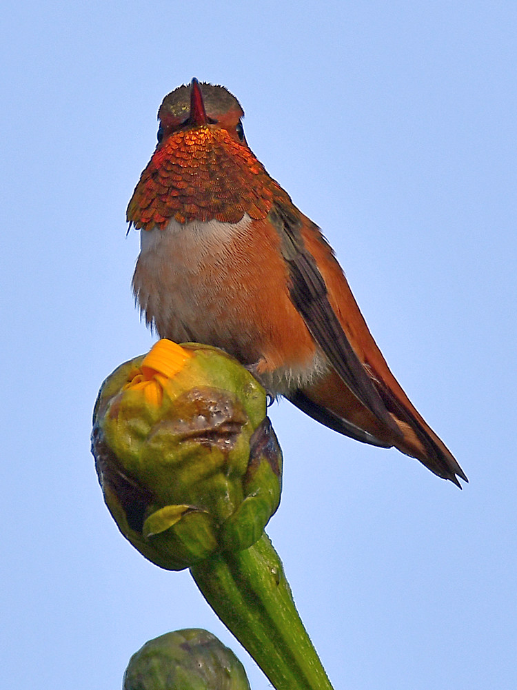 Hummer2.jpg
