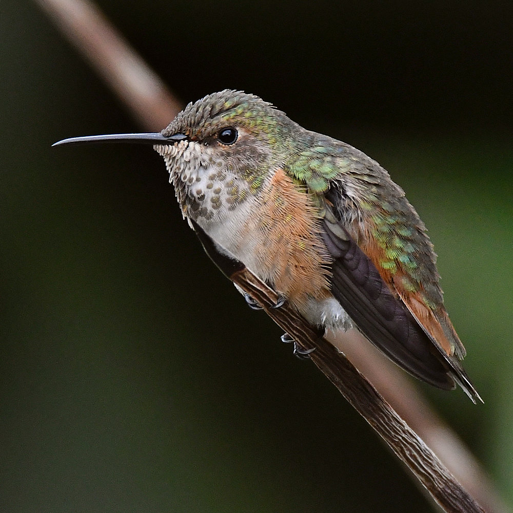 Hummer2.jpg