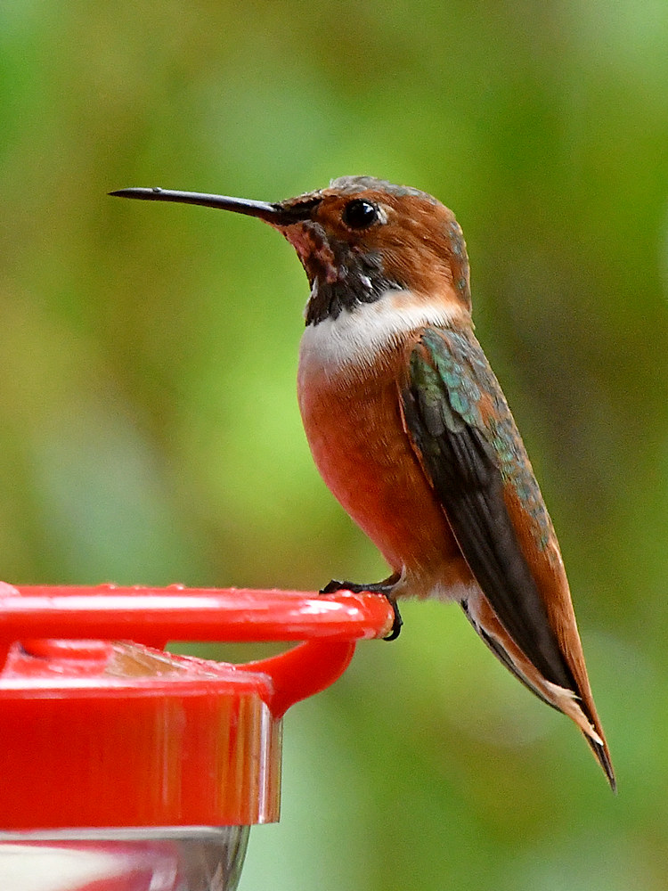 Hummer2.jpg