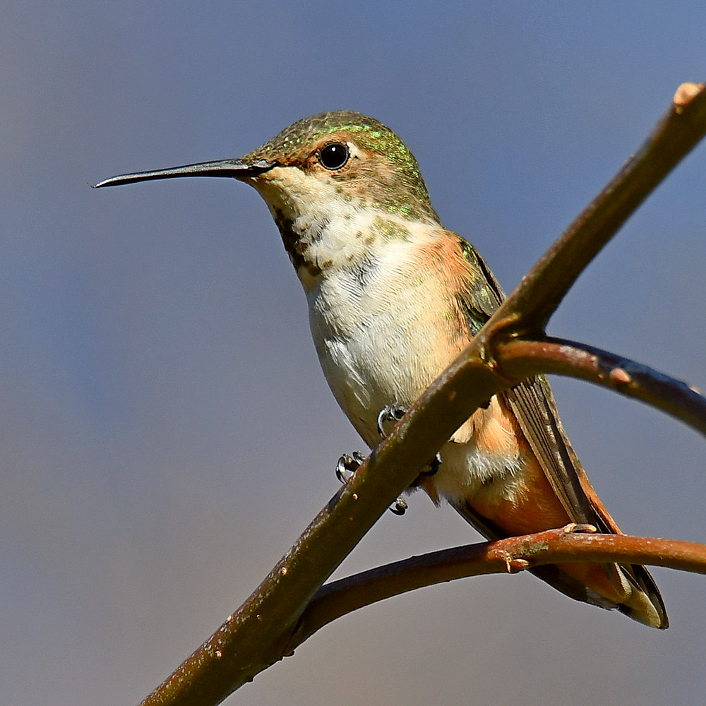 Hummer2.jpg