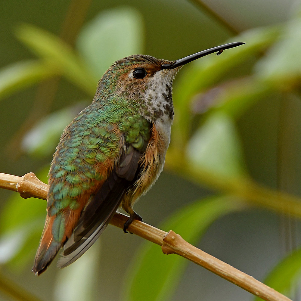 Hummer2.jpg