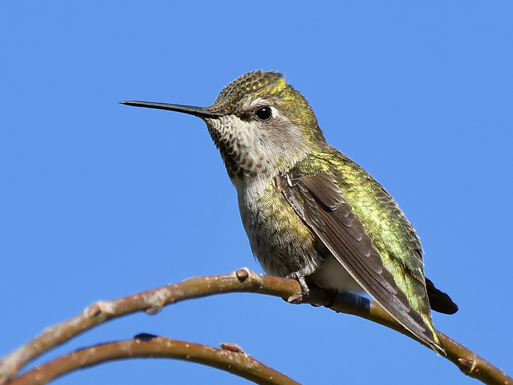 Hummer2.jpg