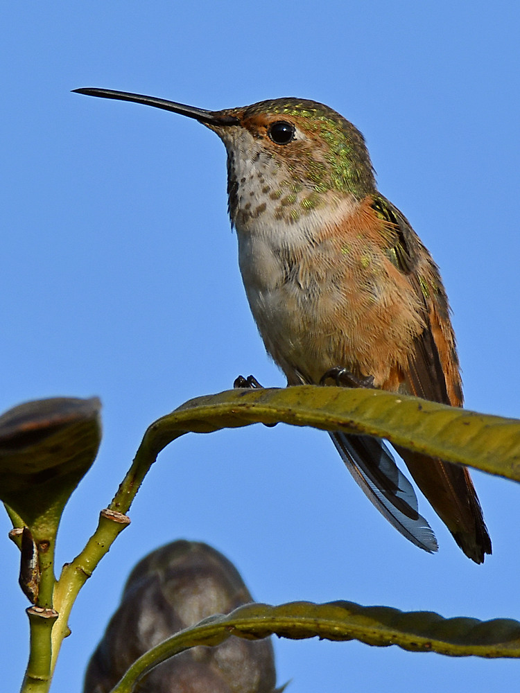 Hummer2.jpg
