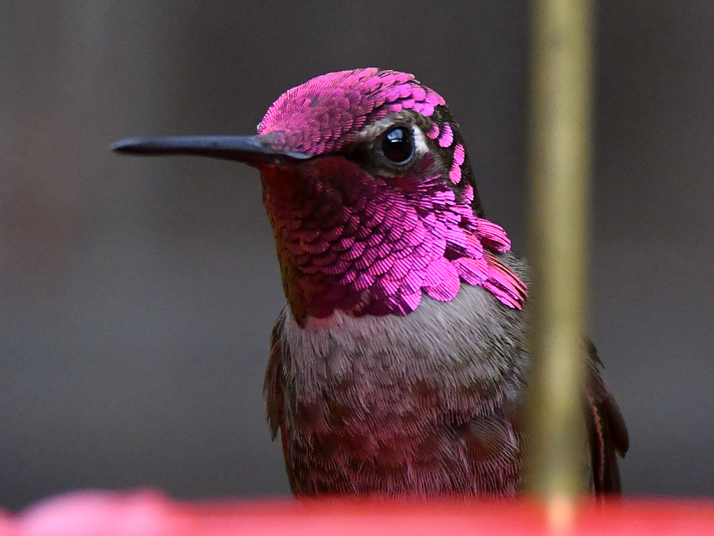 Hummer2.jpg