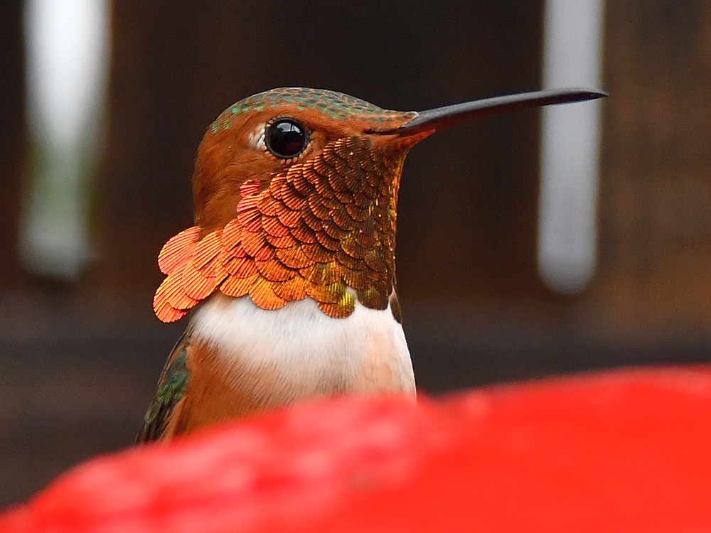 Hummer2.jpg