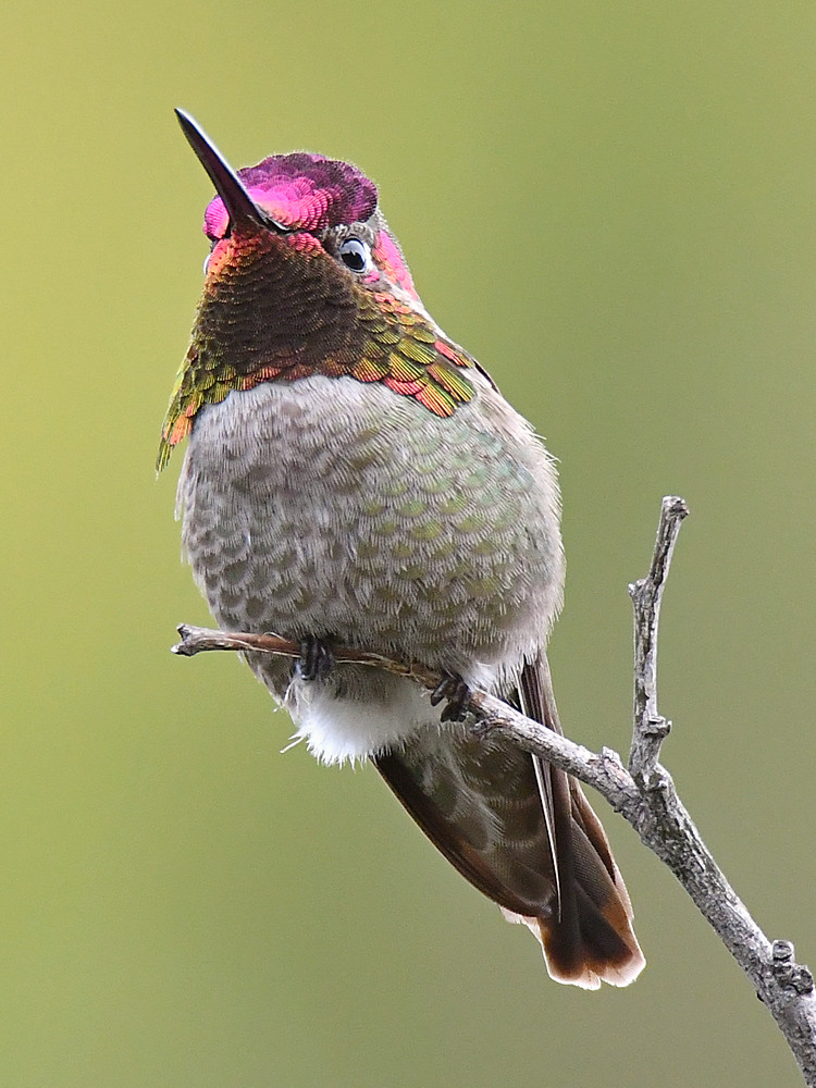 Hummer2.jpg