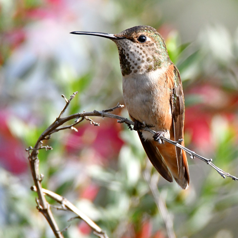 Hummer2.jpg