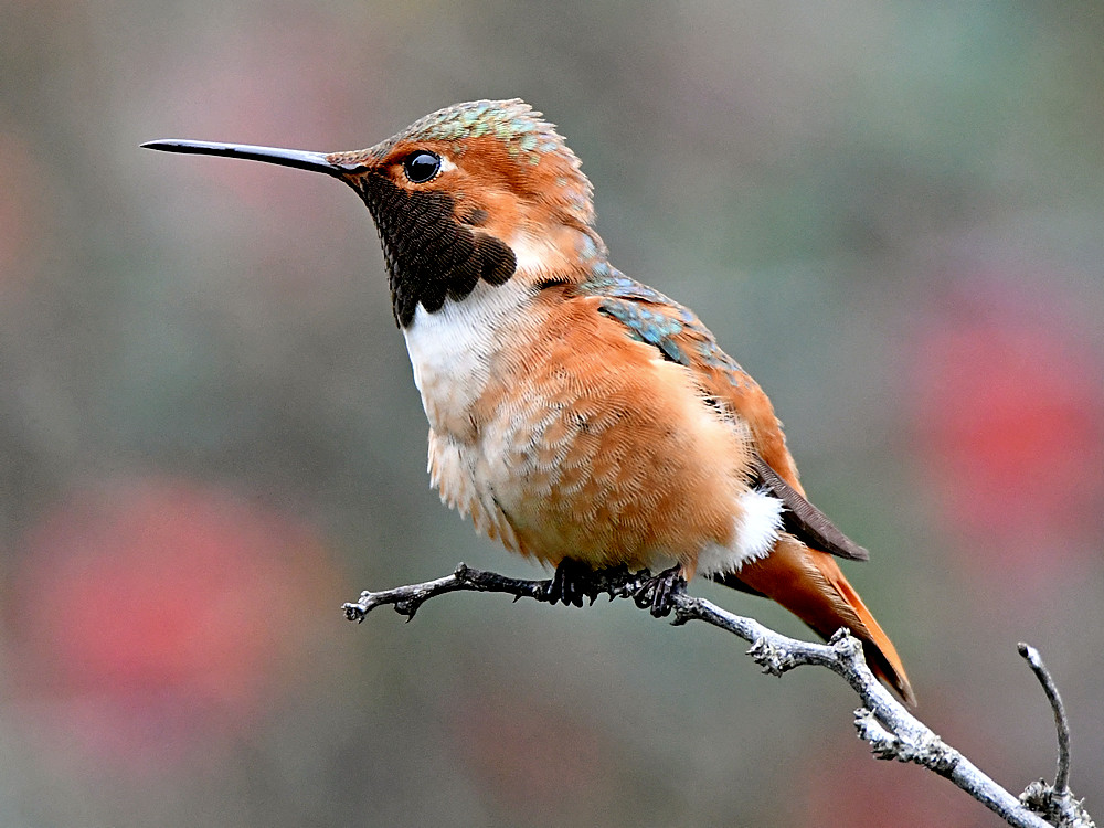 Hummer2.jpg