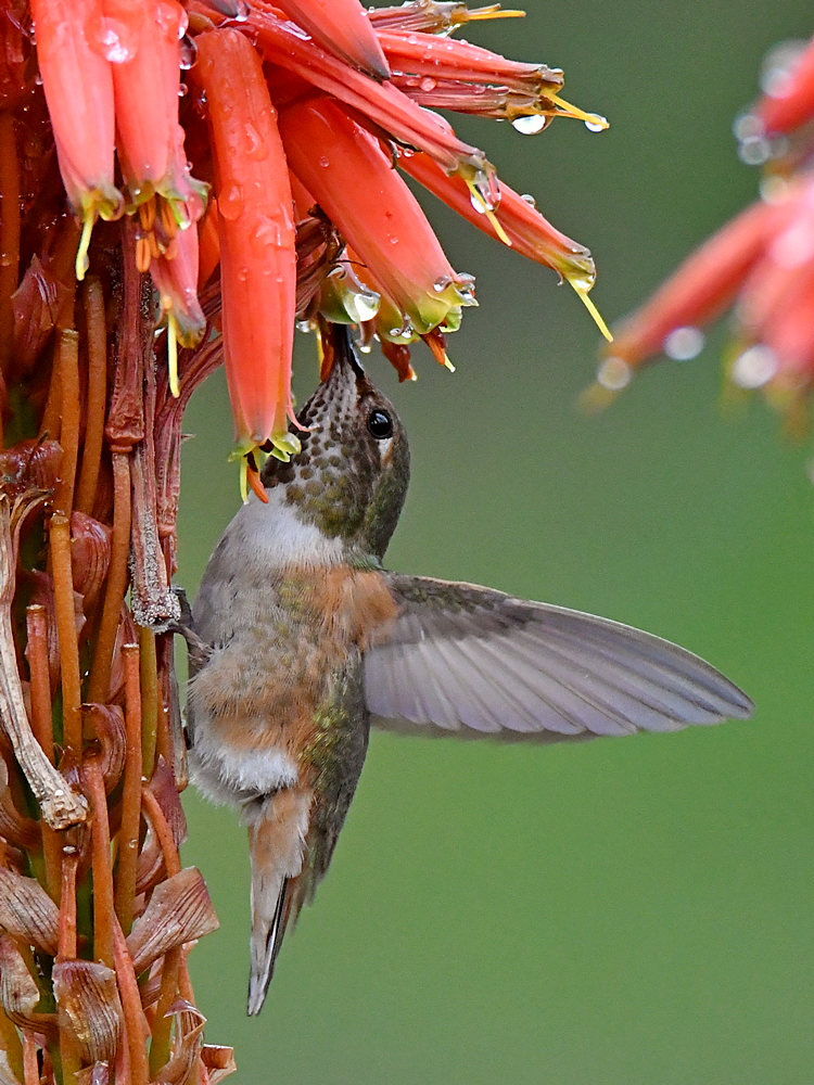 Hummer2.jpg