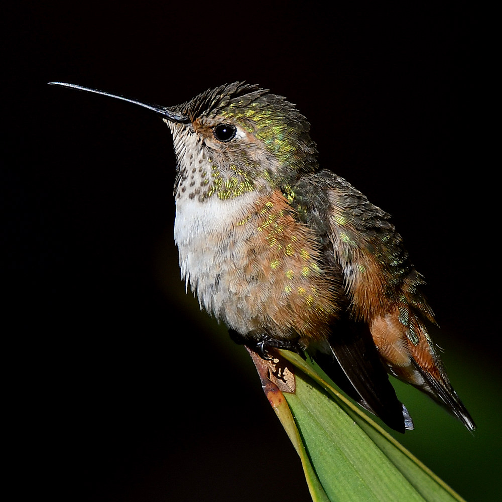 Hummer2.jpg