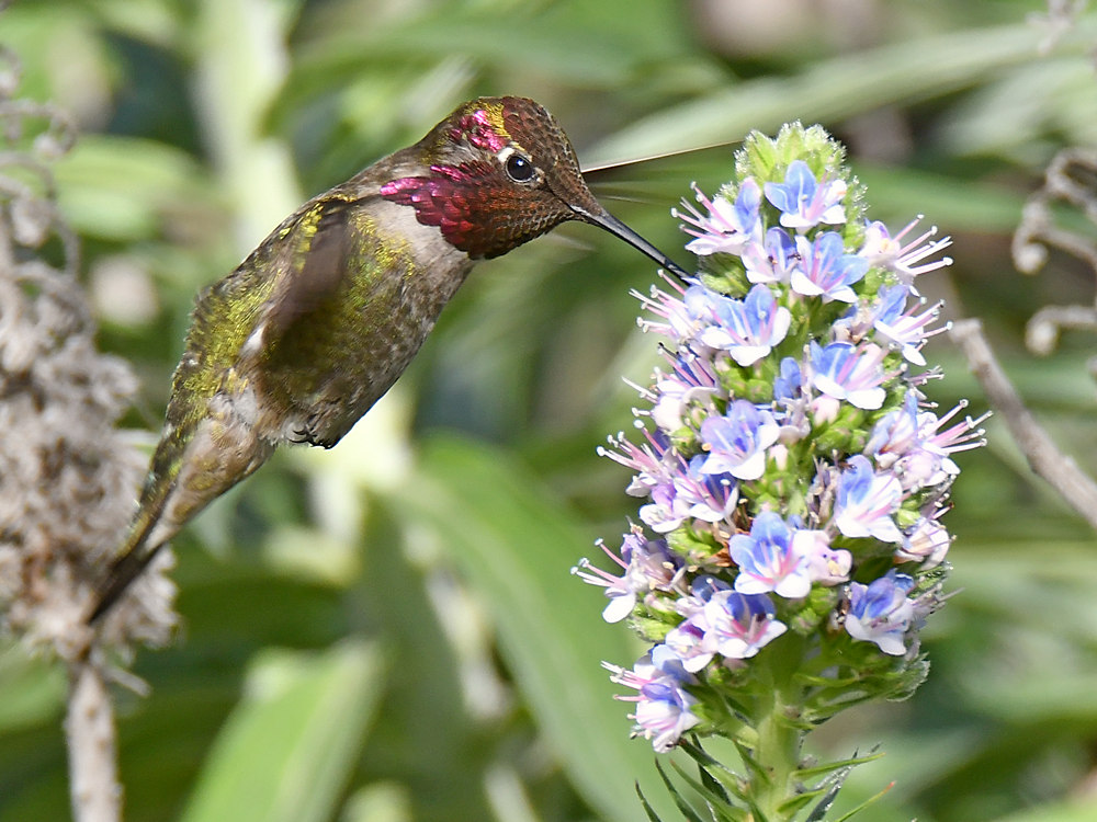 Hummer2.jpg