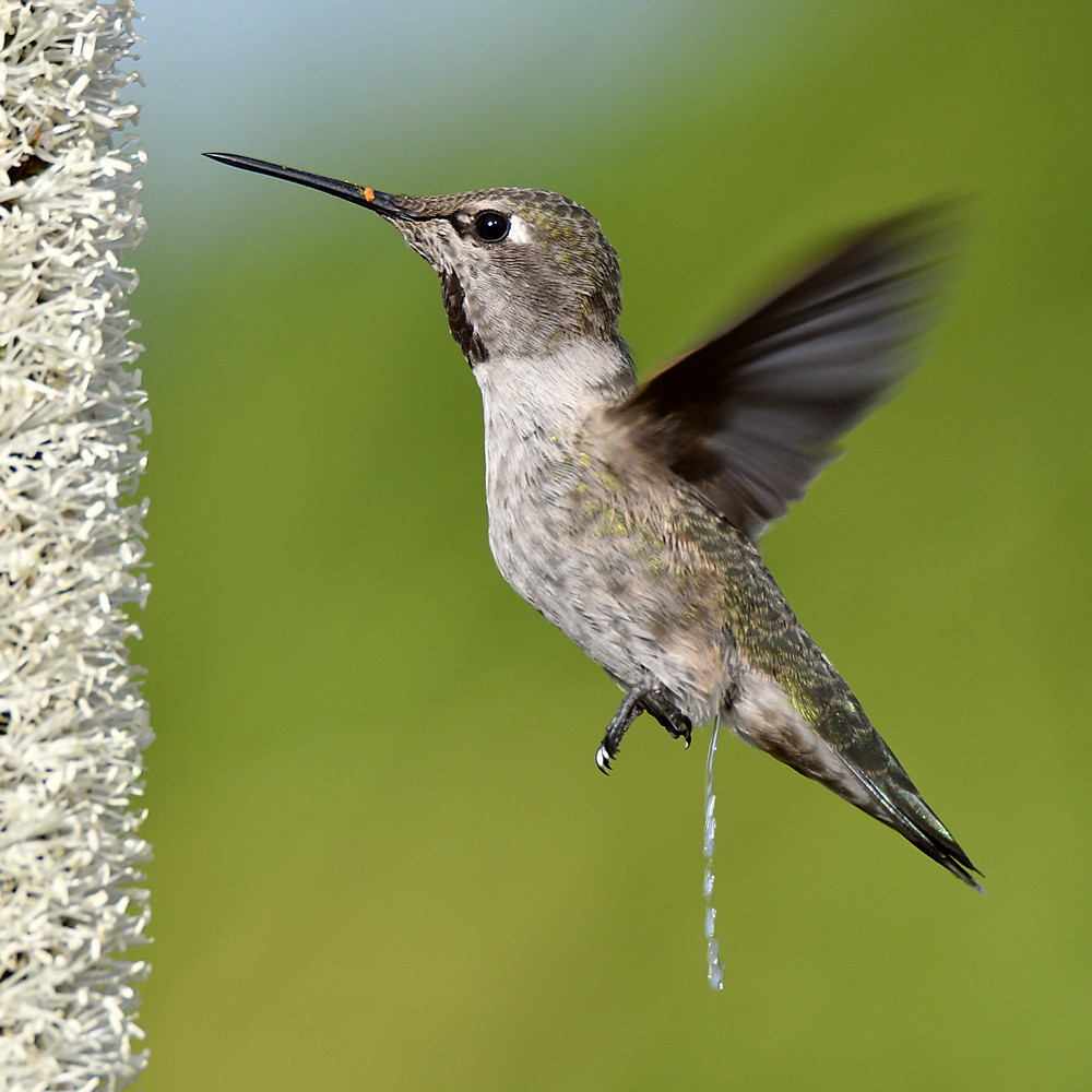 Hummer2.jpg